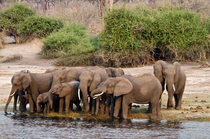 49 - Botswana - elefantes cruzando el rio Chobe - parque nacional de Chobe